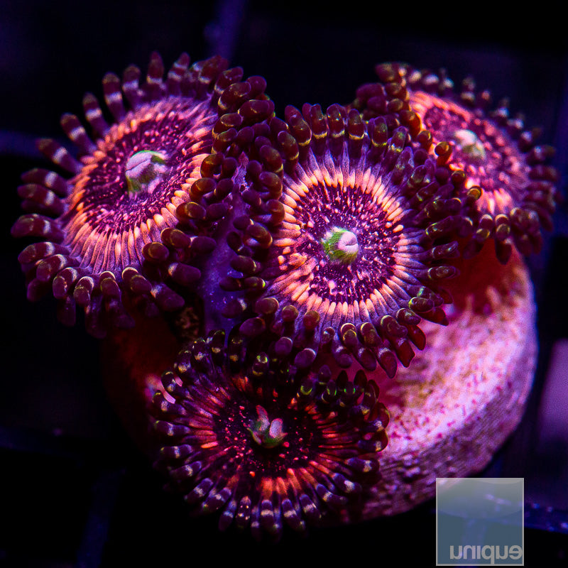 Pink Zipper Zoanthid-WYSIWYG