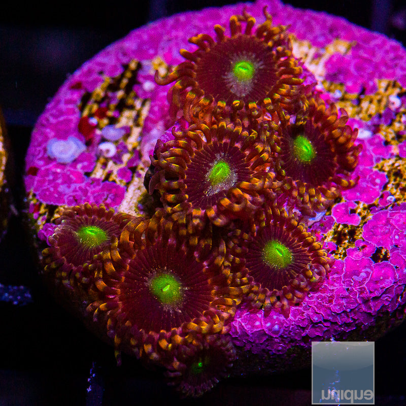 LC Antimatter Zoanthid-WYSIWYG