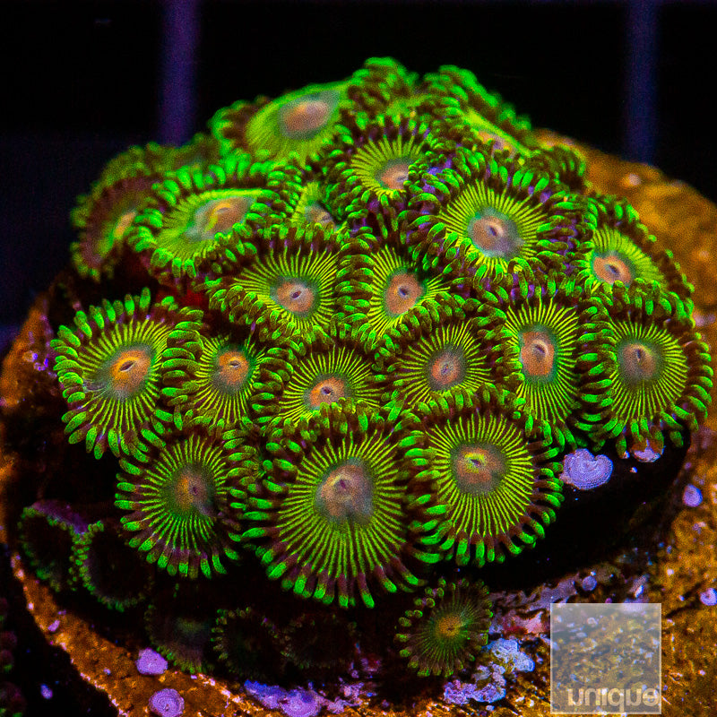 UC Turtle Beach Colony-WYSIWYG