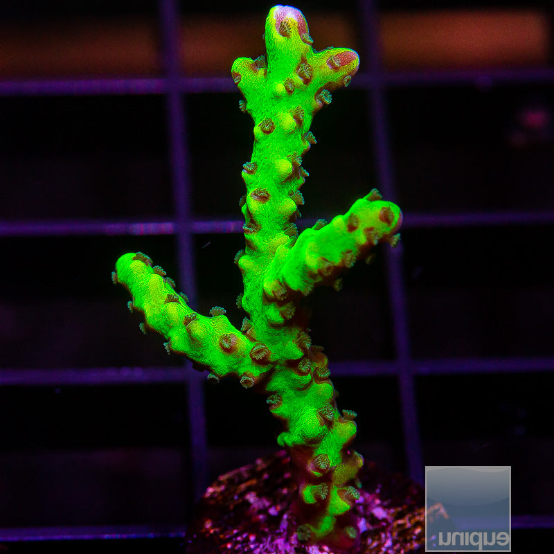 Slimeball Anacropora-WYSIWYG