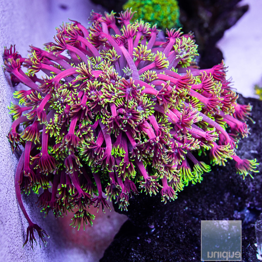 WWC Hollywood Nights Goniopora UniqueCorals wwc-hollywood-nights-goniopora-uniquecorals