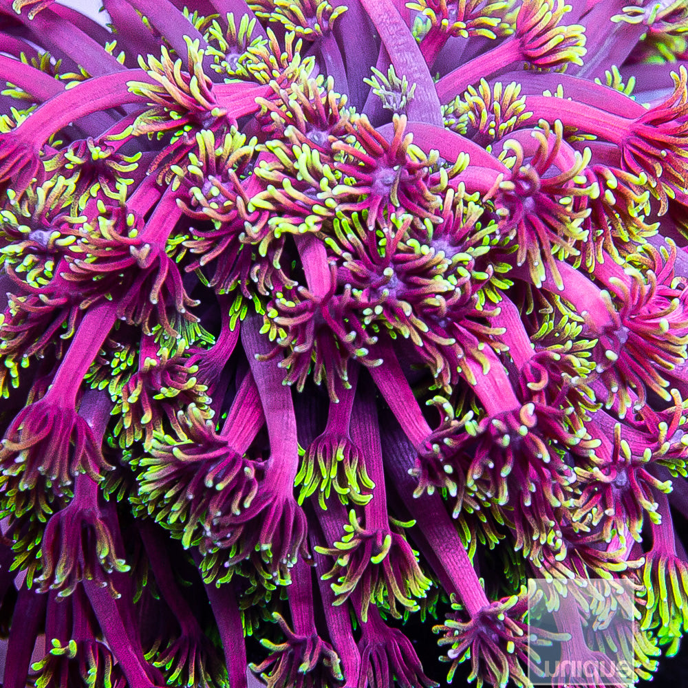 WWC Hollywood Nights Goniopora