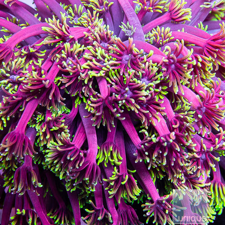 WWC Hollywood Nights Goniopora