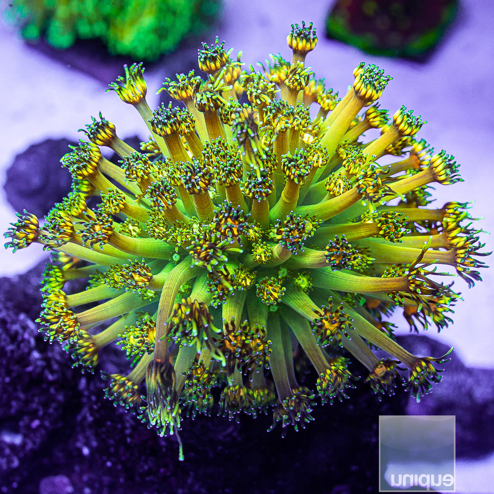 UC Signature "Grandmaster" Goniopora