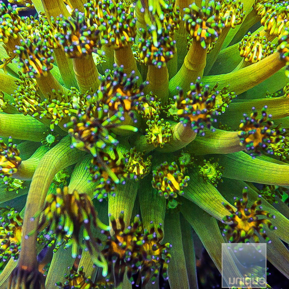 UC Signature "Grandmaster" Goniopora