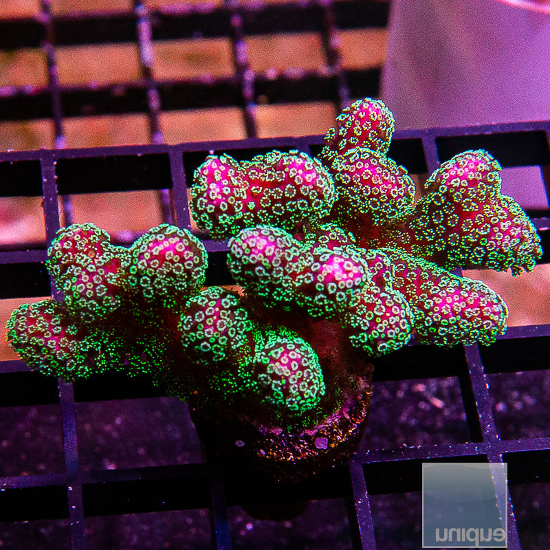 Rainbow Pocillopora-WYSIWYG