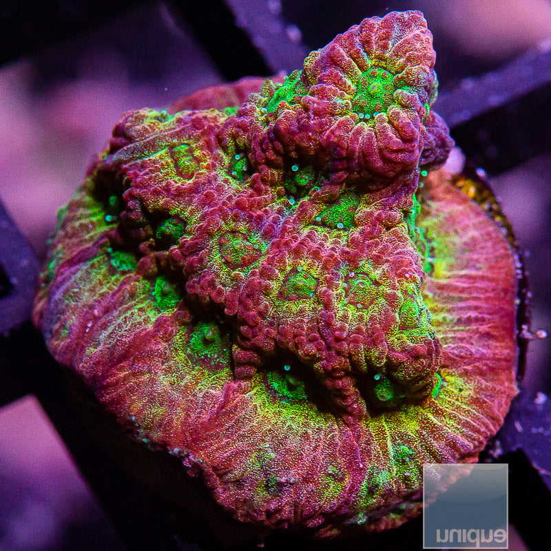 JF Dayglo Grafted Favia-WYSIWYG