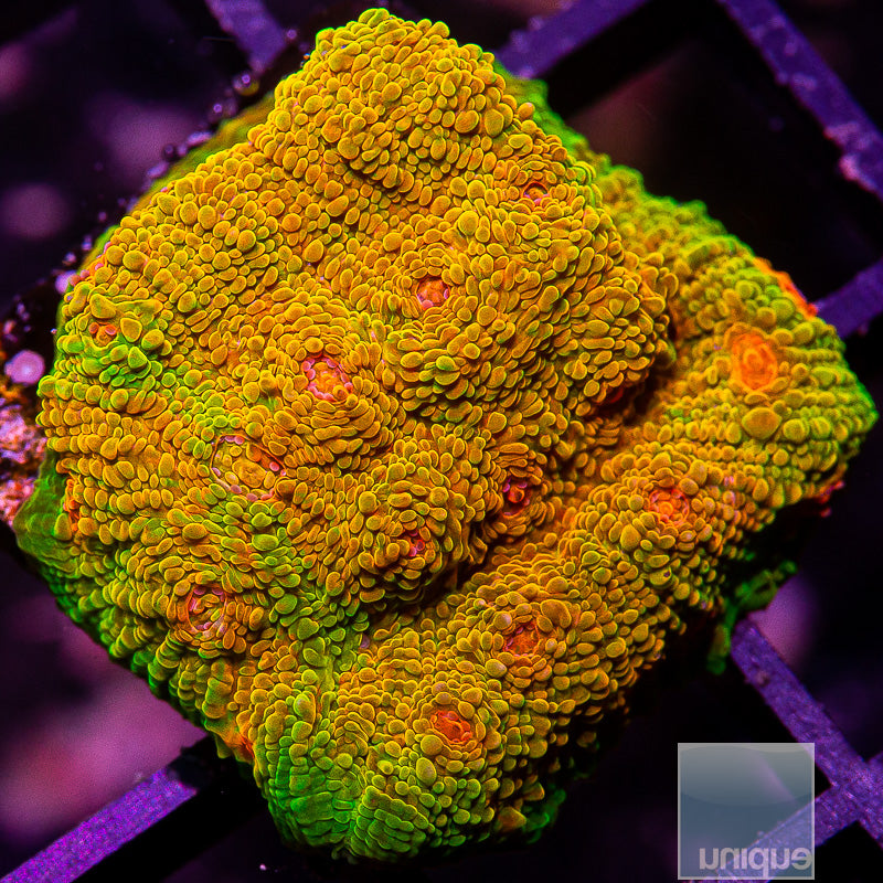 Mummy Eye Chalice-WYSIWYG