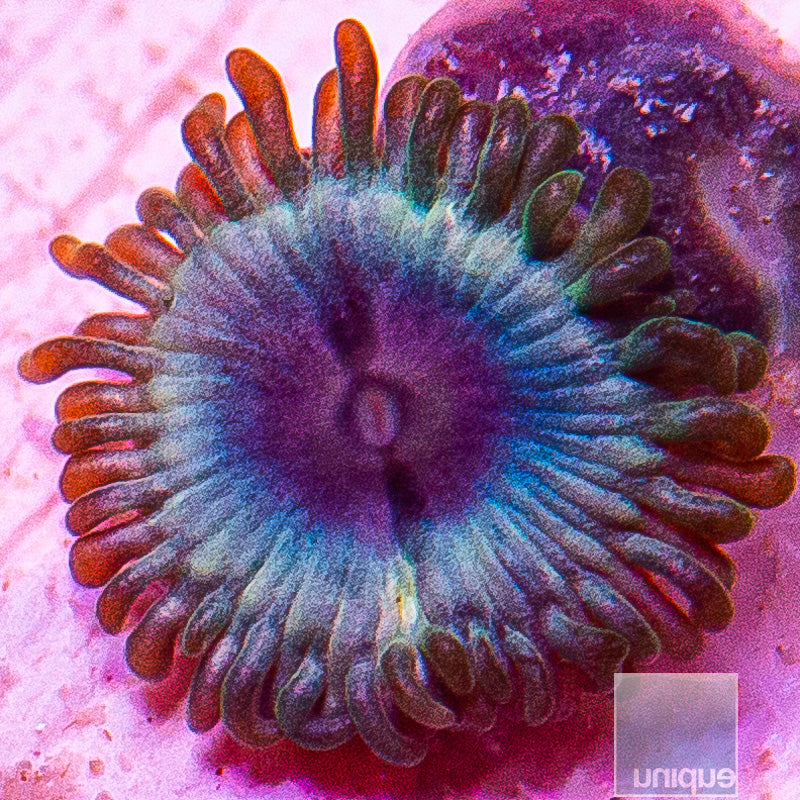 Miami Vice Zoa-WYSIWYG