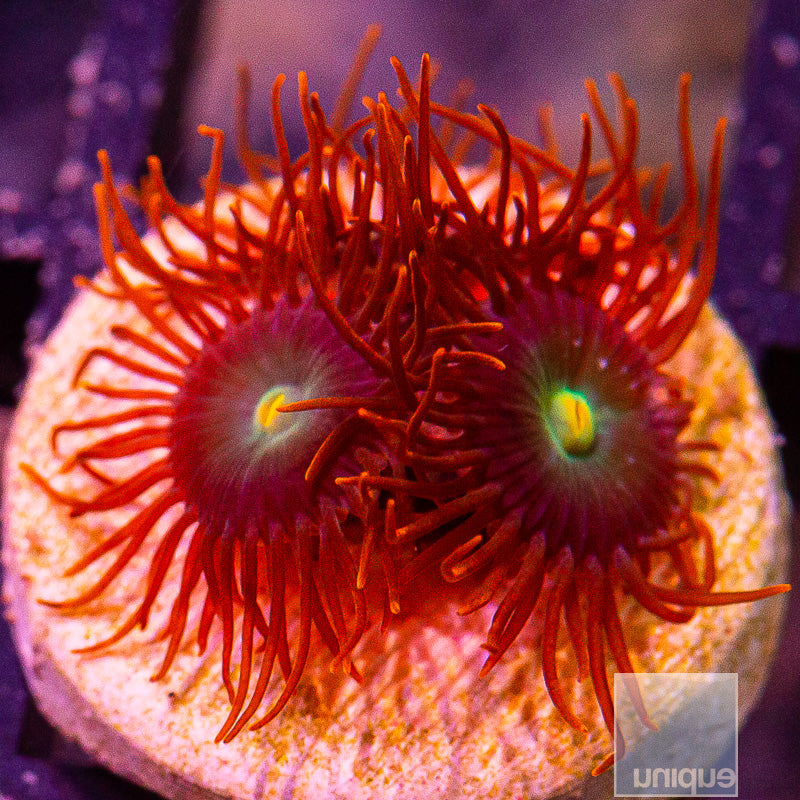 Red Skirt Zoanthid-WYSIWYG