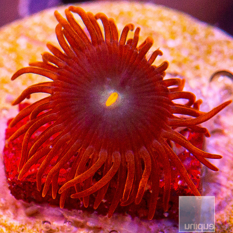 Red Skirt Zoanthid-WYSIWYG