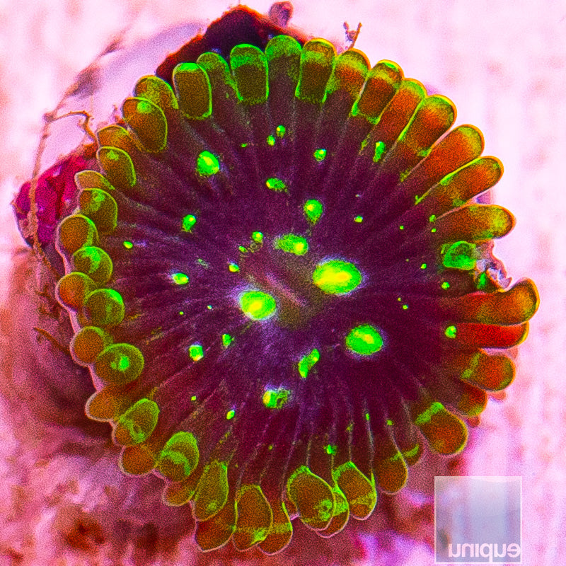 Exosphere Zoanthid-WYSIWYG