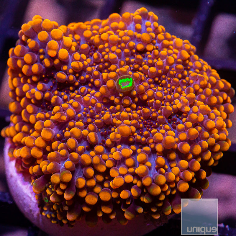 UC Super Orange Ricordea Yuma-WYSIWYG