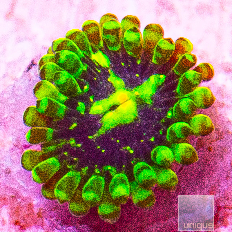 Exosphere Zoanthid-WYSIWYG