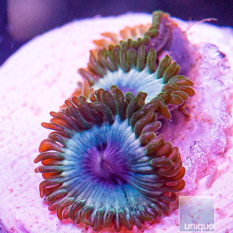 Miami Vice Zoanthid-WYSIWYG