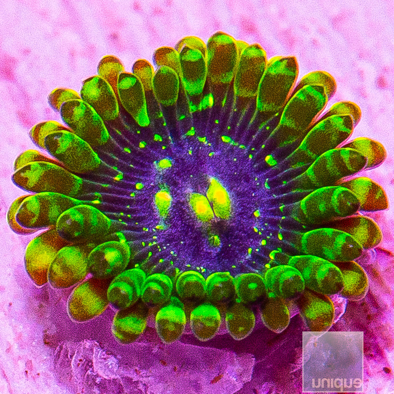 Exosphere Zoanthid-WYSIWYG