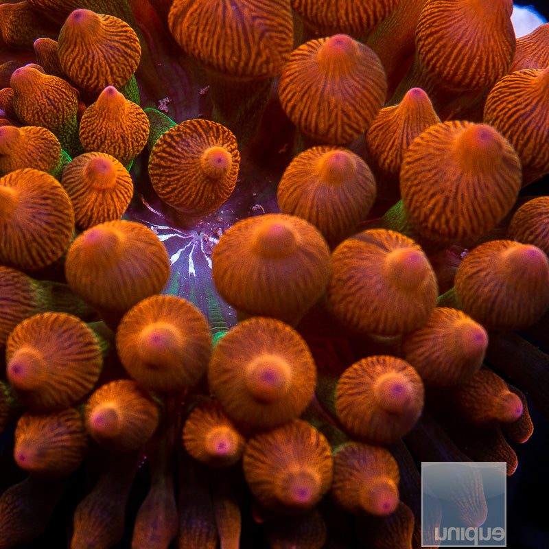 Entacmaea Quadricolor sp. Rainbow Bubble Tip Anemone- Stock
