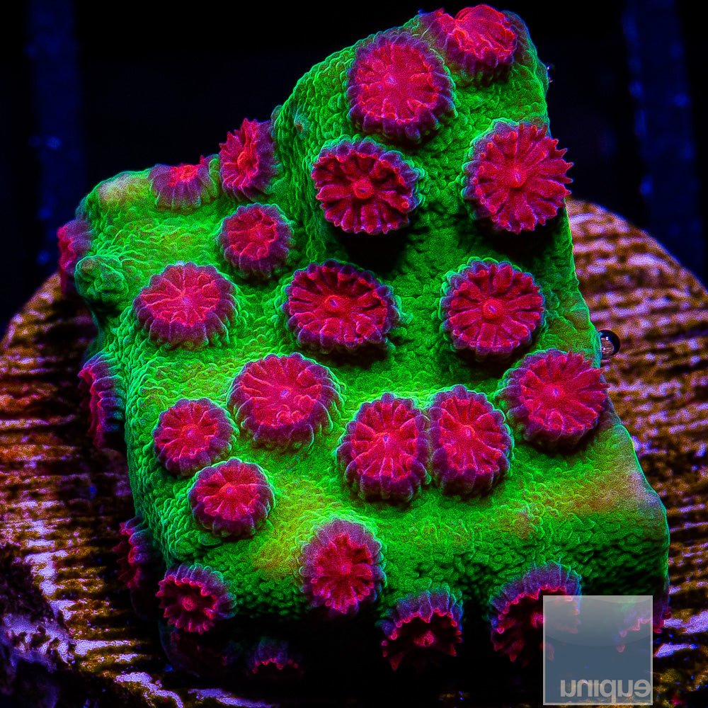 Jingle Bells- Stock Frag