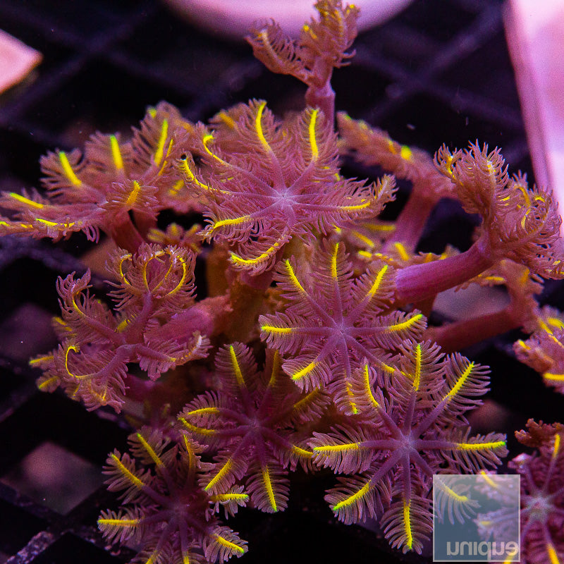 Papaya Clove Polyp-WYSIWYG