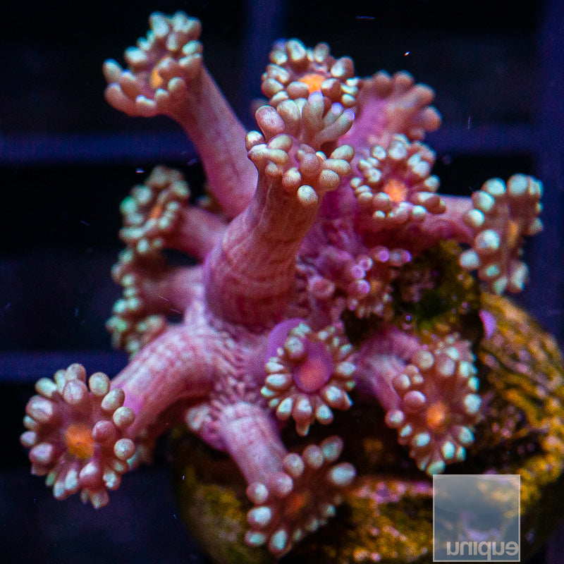 Orange Eye Goniopora-WYSIWYG