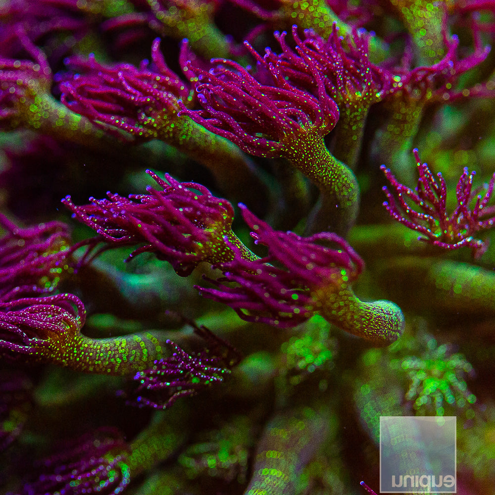 UC Signature "Glitter Bomb" Goniopora