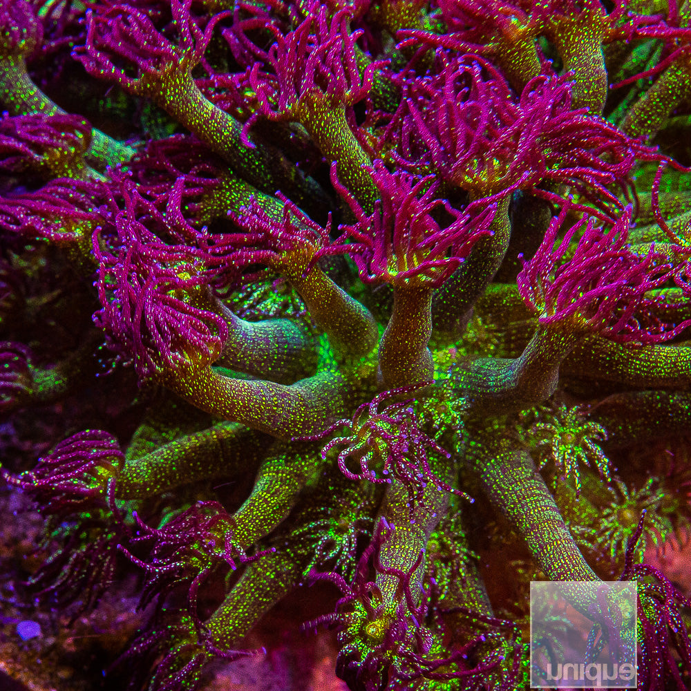UC Signature "Glitter Bomb" Goniopora
