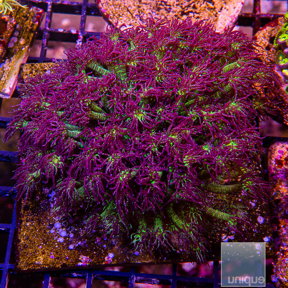 UC Signature "Glitter Bomb" Goniopora