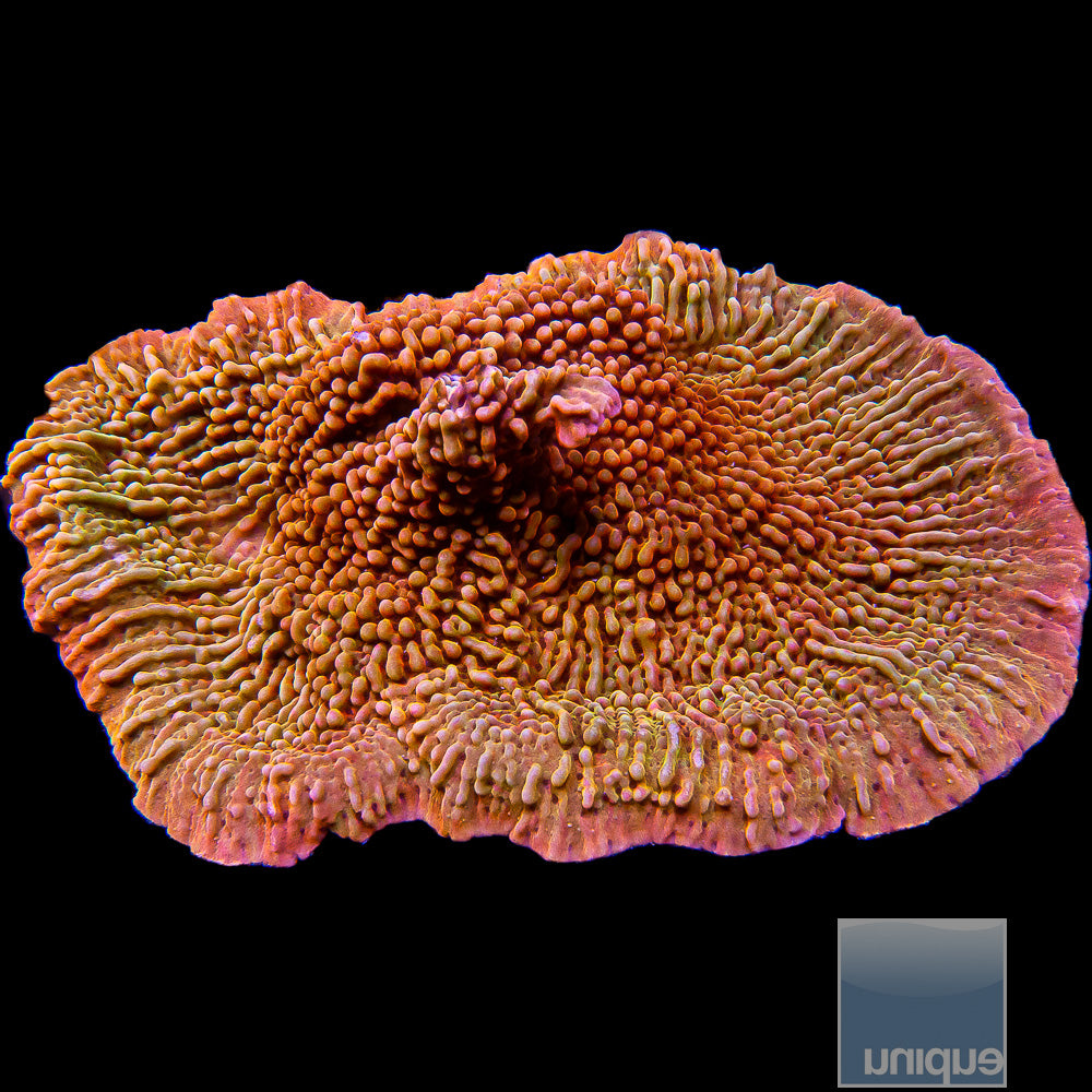 UC Signature "Peaches n Cream" Montipora