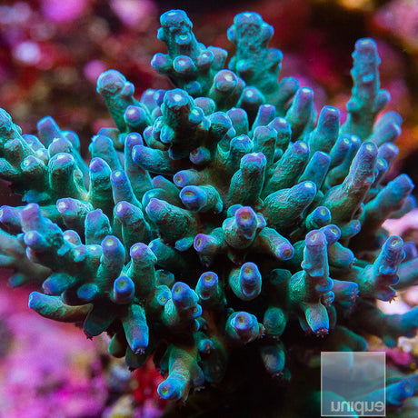 UC Blue Monster