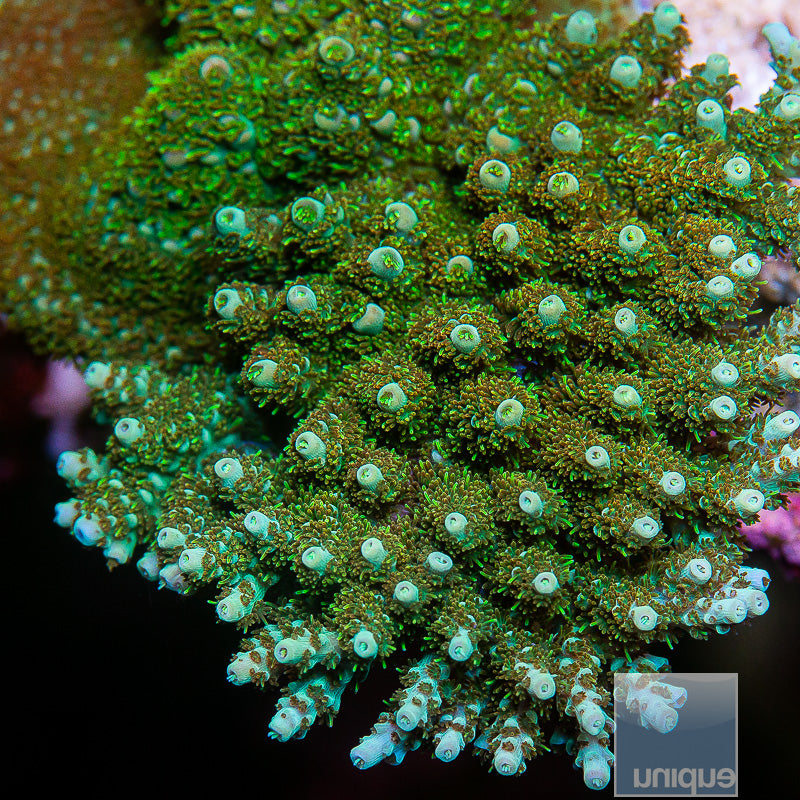 UC True Tabling Acropora