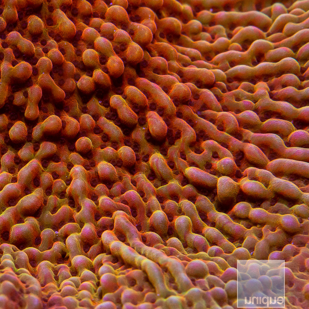 UC Signature "Peaches n Cream" Montipora