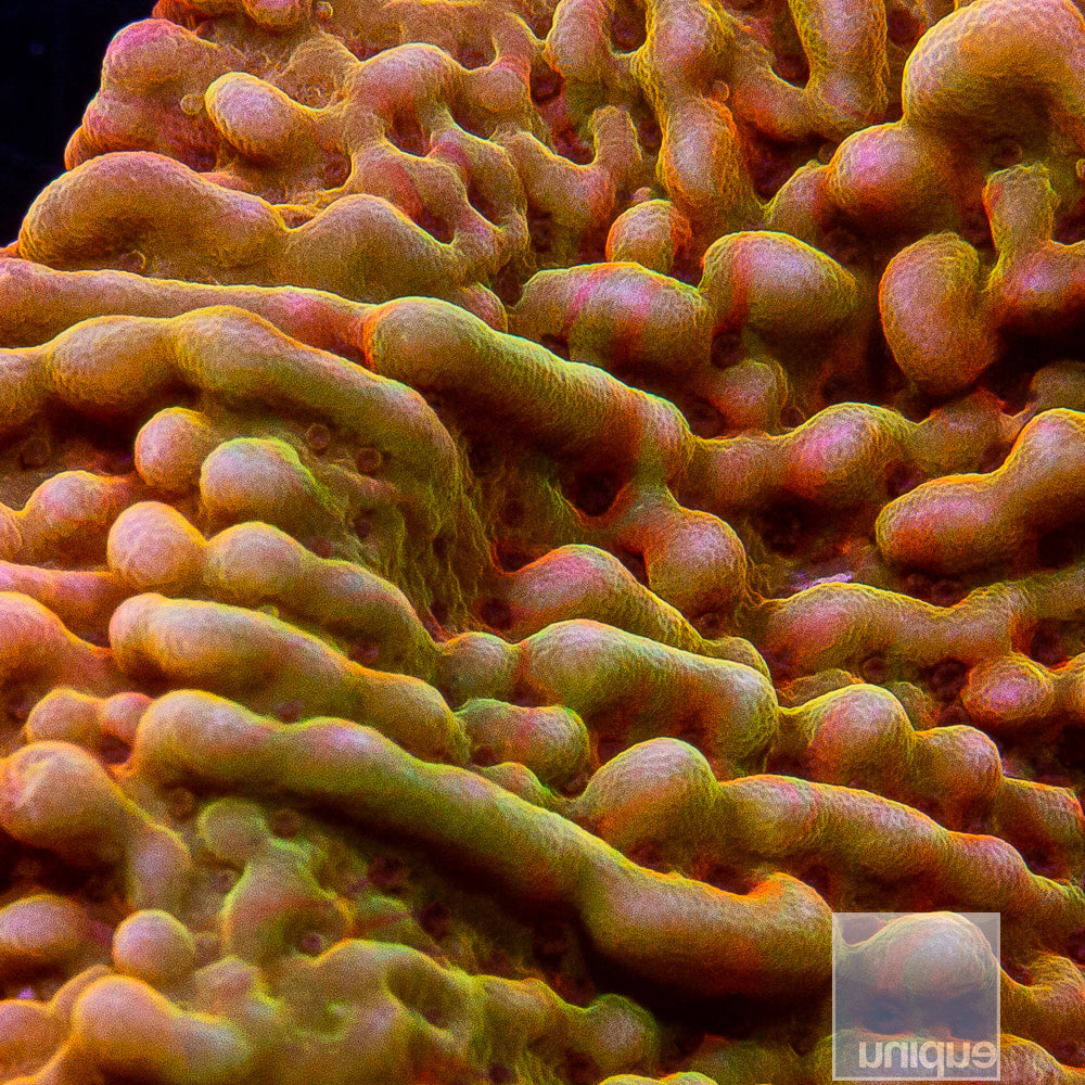 UC Signature "Peaches n Cream" Montipora