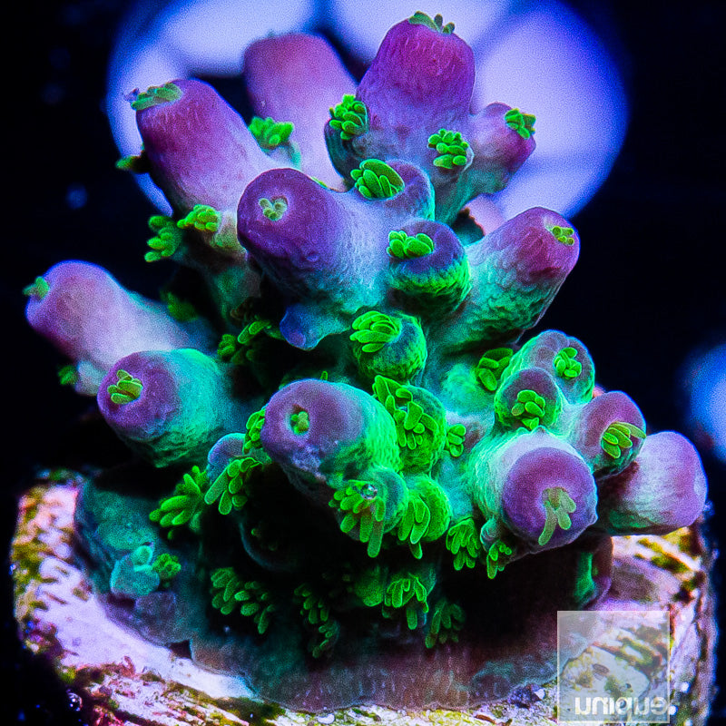 UC Marvin the Martian Acropora-WYSIWYG