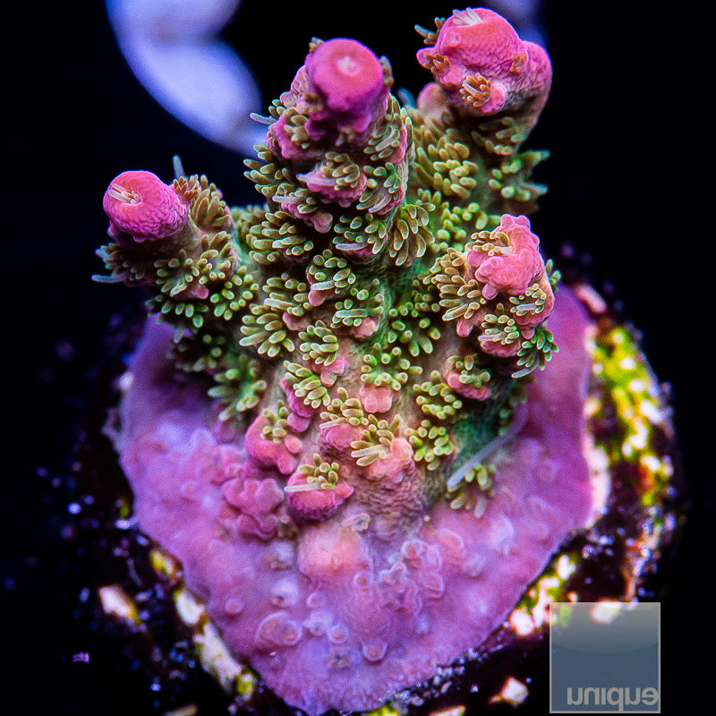 Unique Corals Confetti Acropora-WYSIWYG