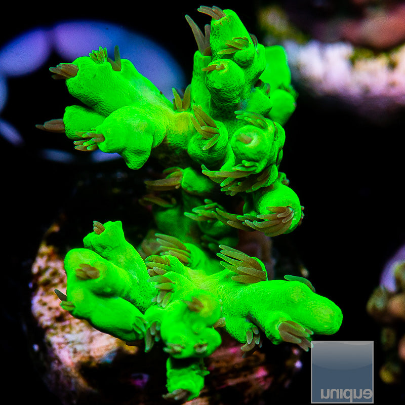 Toxic Aculeus Acropora-WYSIWYG