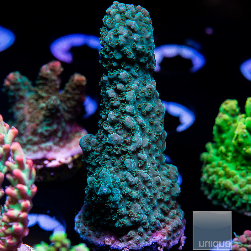UC Thick Blue Staghorn-WYSIWYG