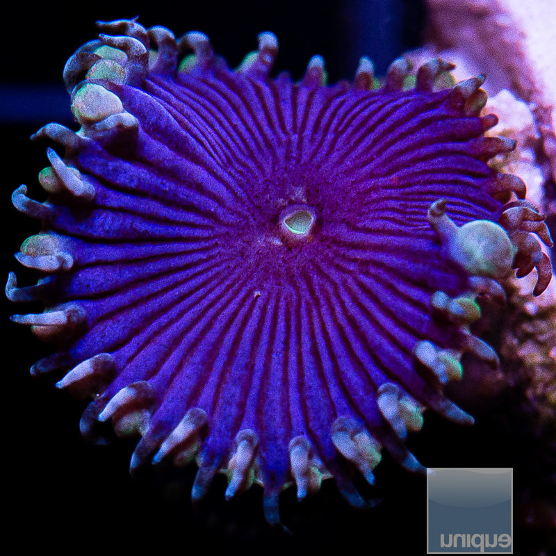 Blue Magoo Zoanthid-WYSIWYG
