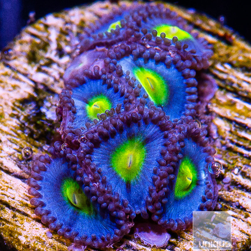 WWC AOI Zoanthid-WYSIWYG