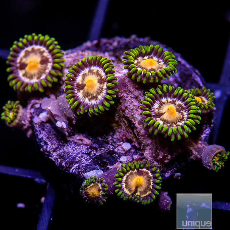 Nirvana Zoanthid-WYSIWYG