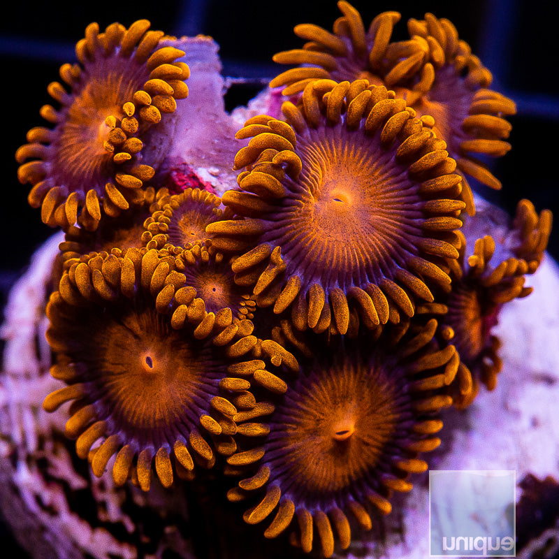 Hyper Bam Bam Zoanthid-WYSIWYG