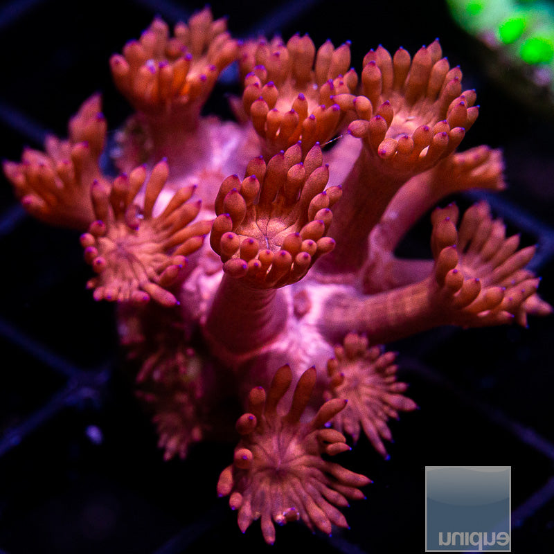 Hot Pink Goniopora-WYSIWYG