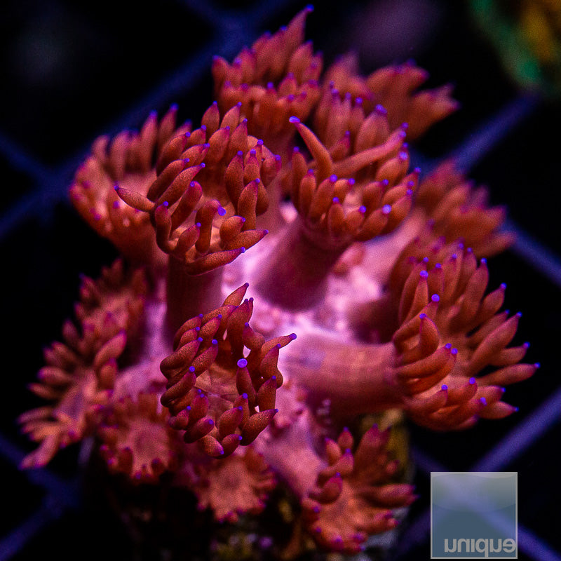 Hot Pink Goniopora-WYSIWYG