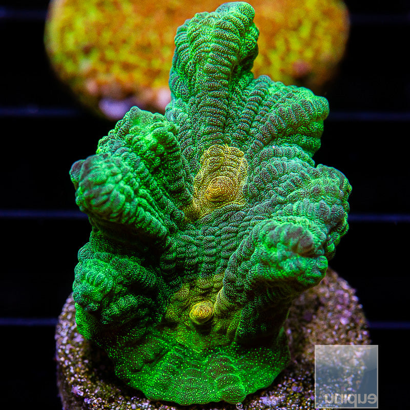 UC Space Invader Pectinia-WYSIWYG