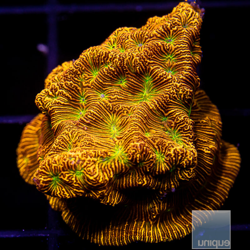 Jack O Lantern Leptoseris-WYSIWYG