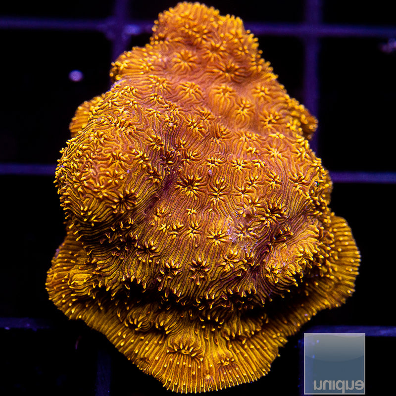Orange Leptoseris-WYSIWYG