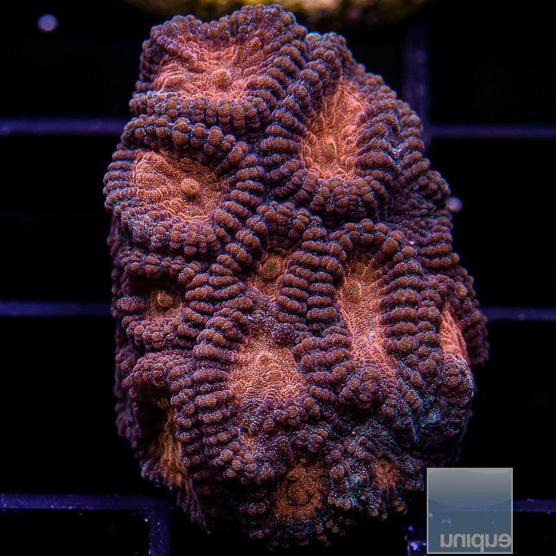 Baby's Breath Variant Favia-WYSIWYG