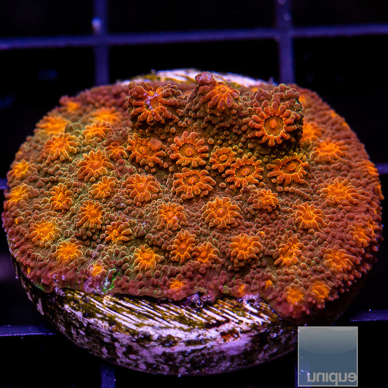 Burnt Orange Cyphastrea-WYSIWYG