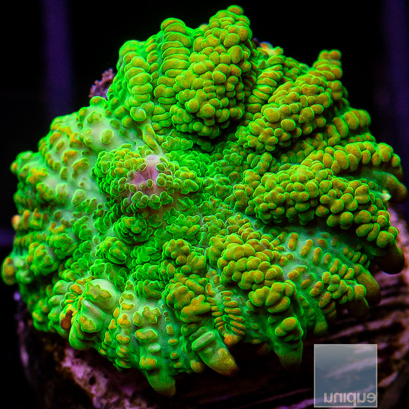 Unique Corals Tequila Sunrise Rhodactis