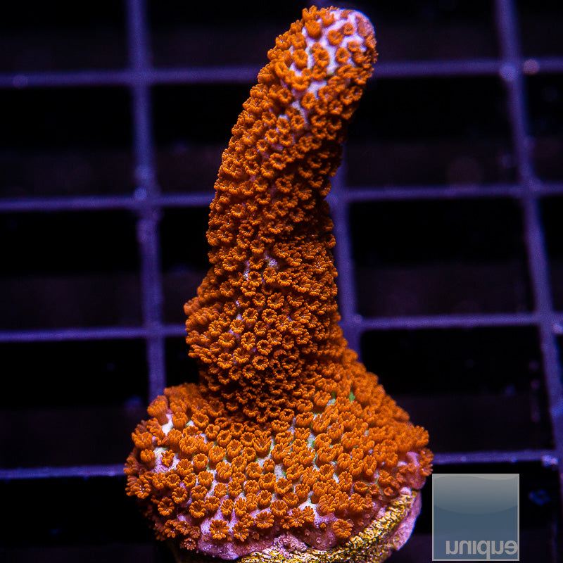 Bubblegum Digitata-WYSIWYG