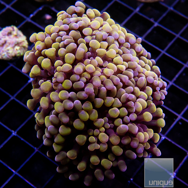 Hologram Peach Branching Hammer Triple Head-WYSIWYG